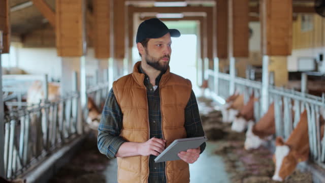 Caucasian man owner of farma in orange vest using tablet computer in modern dairy farm facility cowshed. Cowshed barn interior, stall, cowhouse.