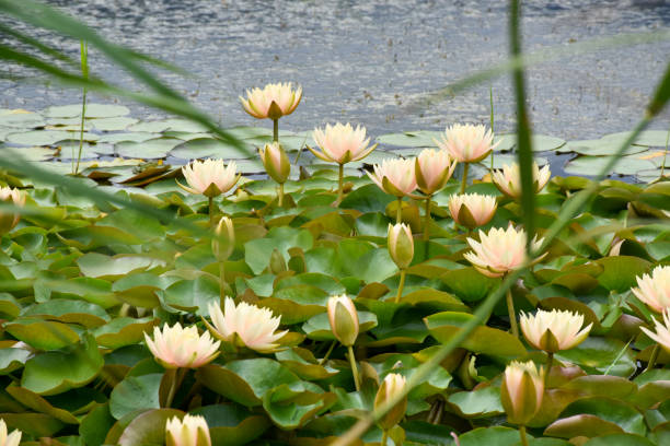 istock Lotus water lily flowers on the water surface 1426329273
