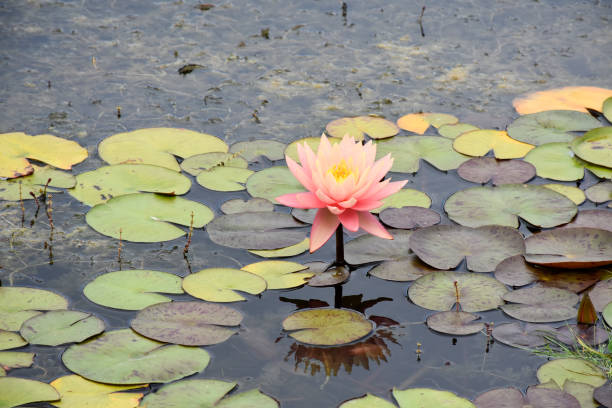 물 표면에 연꽃 수련 꽃 - water lily floating on water lotus leaf 뉴스 사진 이미지