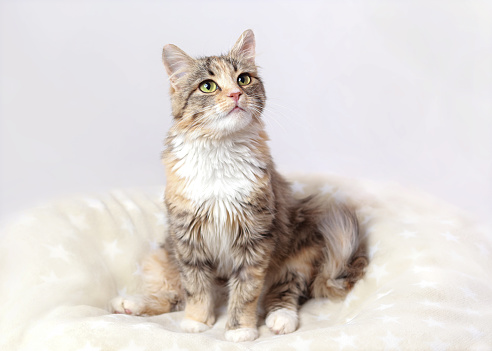 Cute tabby cat on the edge of a chair in kitchen. Apartment is very lived in and cosy. Horizontal full length indoors shot with copy space.