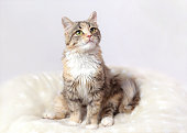 istock Cute Cat is looking at the camera. Beautiful Kitten rests on light fur. Cat close-up on a white background. Kitten with big green eyes. Pet. Without people. Pets concept. 1426330507