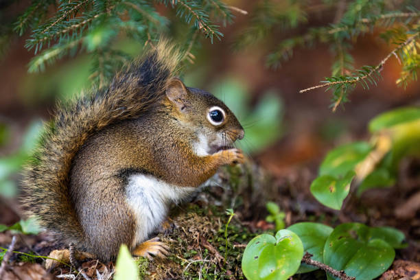 istock Cute looking close up squirrel portrait in the forest 1426335434