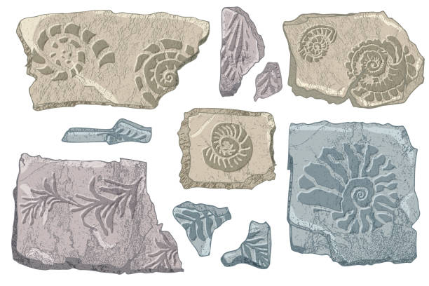 Set of stones seashells and plants Hand drawn ocean shell or conch mollusk scallop Sea underwater animal fossil Nautical and aquarium, marine theme. Vector illustration Set of stones seashells and plants Hand drawn ocean shell or conch mollusk scallop Sea underwater animal fossil Nautical and aquarium, marine theme. Vector illustration. fossil stock illustrations
