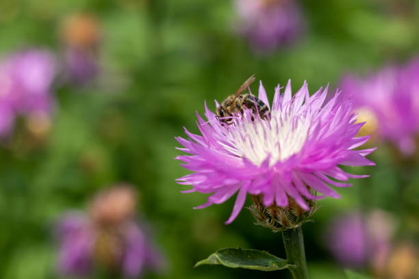 istock Purple with white cornflower flower with a bee close-up. Selective focus. Place for text. 1426339639
