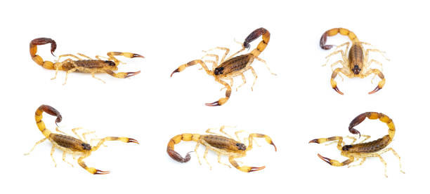 Group of brown scorpion isolated on white background. Insect. Animal. stock photo