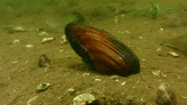 Freshwater bivalve Painter's mussel (Unio pictorum).