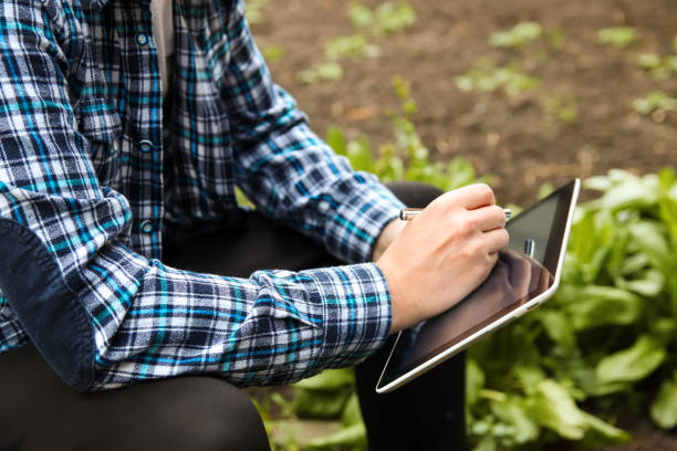 istock Defocus farmer man read or analysis a report in tablet computer on a agriculture field, agriculture concept. Young agronomy worker on the field. Male hands holding tablet outside. Out of focus 1426340902