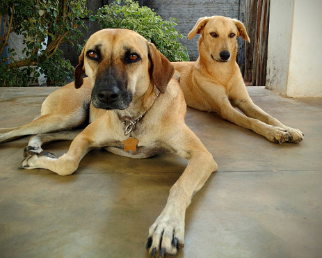 Two caramel mutt dogs posing for a photo on a balcony. Two mutts in a house.