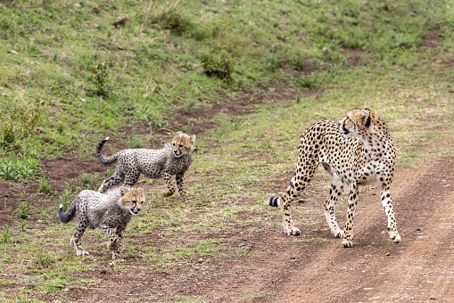 Mother cheetah, acinonyx jubatus, watching her cubs. Family group crossing a dirt track in the Masai Mara, Kenya. These siblings will remain with their mother until around 18 months.
