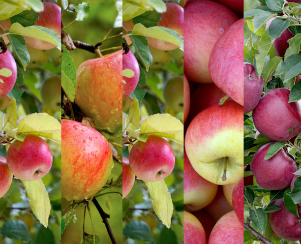 istock Collage from apples on the tree in an orchard 1426346594
