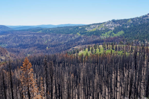 istock Vast, open, wild landscape dotted with dead trees from the last forest fire at Lassen Volcanic National Park 1426349382