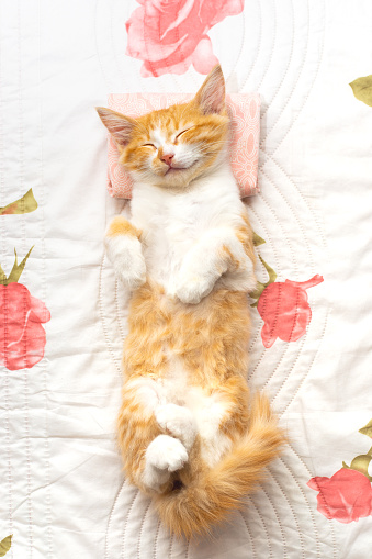 A small kitten sleeps on her back on a white blanket and pillow. Comfortable rest and sleep.