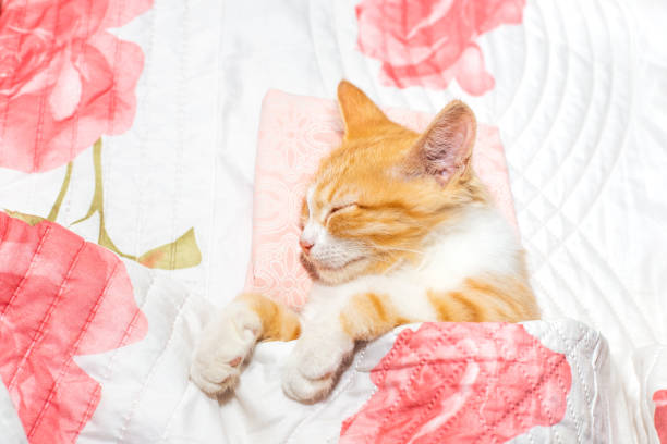 Red kitten sleeps under a blanket. Comfortable rest and sleep.