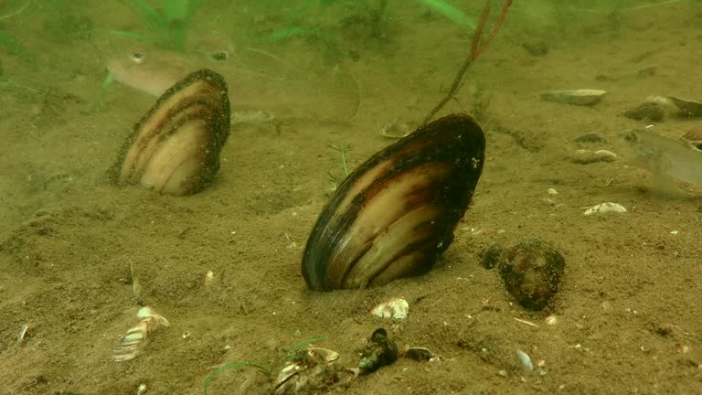 Freshwater bivalve Painter's mussel (Unio pictorum).