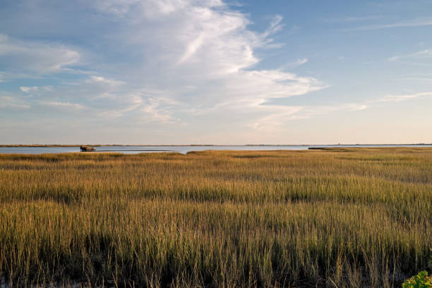 istock Late afternoon landscape of marshland 1426351233