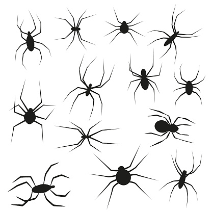Set of black silhouette spider icon isolated on white background. Top view