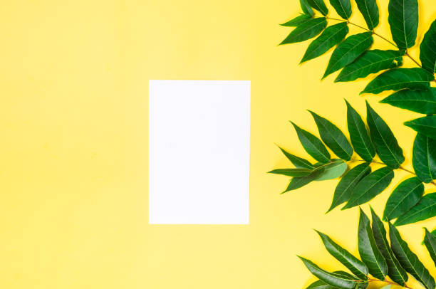 istock Empty white card with grassy foliage on yellow paper background. 1426352412