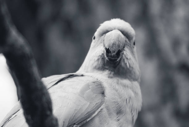istock Smiling Parakeet in Black and White 1426352658