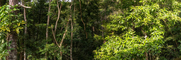 plantas de florestas tropicais - outdoors beauty beauty in nature beautiful - fotografias e filmes do acervo