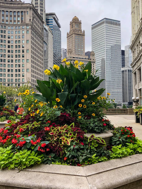 istock Colorful flowers in downtown Chicago 1426354154