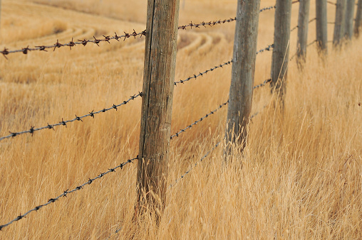 dried autumn grass along old barbed wire fence post farmers field prairie area of Alberta, Canada