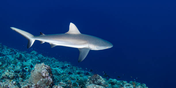 grey reef shark (carcharhinus amblyrhynchos) - palau, micronesia - tubarão cinzento dos recifes imagens e fotografias de stock