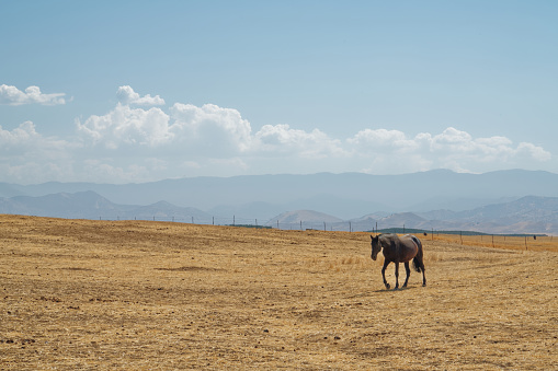 Animal wildlife on dry farmland in California