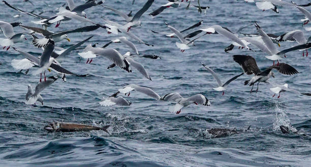 istock Red billed and Black Backed gulls feeding offshore on the ocean surface, with barracuda jumping out of the water to feed. 1426360861
