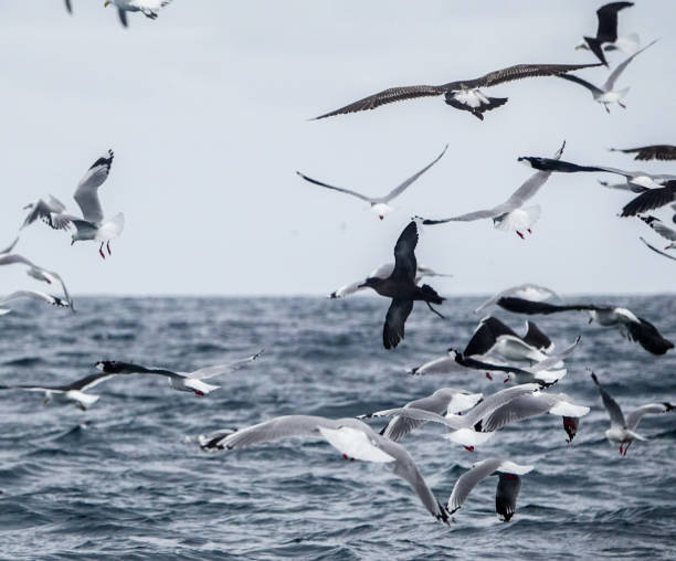 istock Red billed and Black Backed gulls feeding offshore on the ocean surface. 1426360864