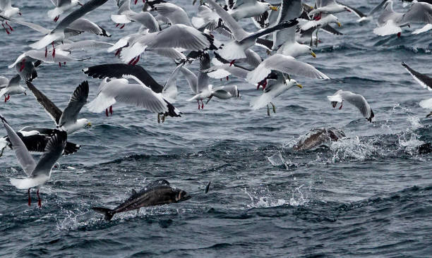 istock Red billed and Black Backed gulls feeding offshore on the ocean surface, with barracuda jumping out of the water to feed. 1426360876