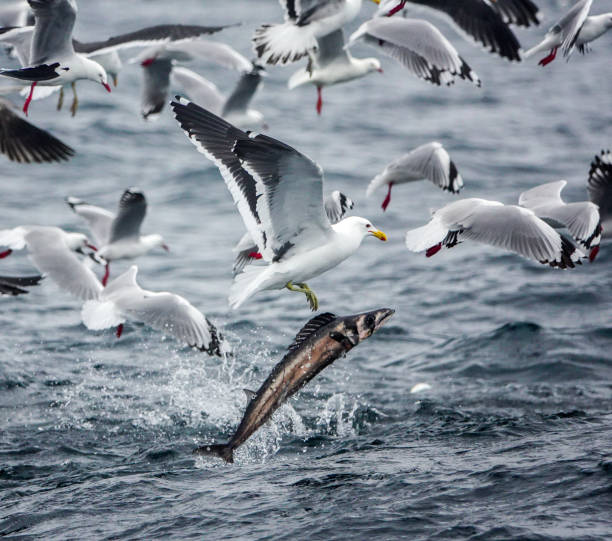Red billed and Black Backed gulls feeding offshore on the ocean surface, with barracuda jumping out of the water to feed.
