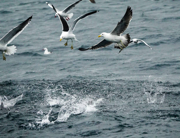 istock Red billed and Black Backed gulls feeding offshore on the ocean surface. 1426360881
