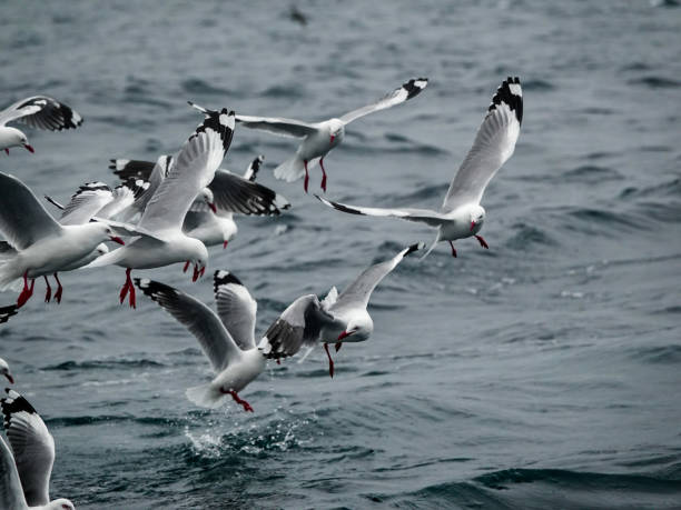 istock Red billed and Black Backed gulls feeding offshore on the ocean surface. 1426360918