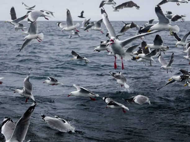 istock Red billed and Black Backed gulls feeding offshore on the ocean surface. 1426360924
