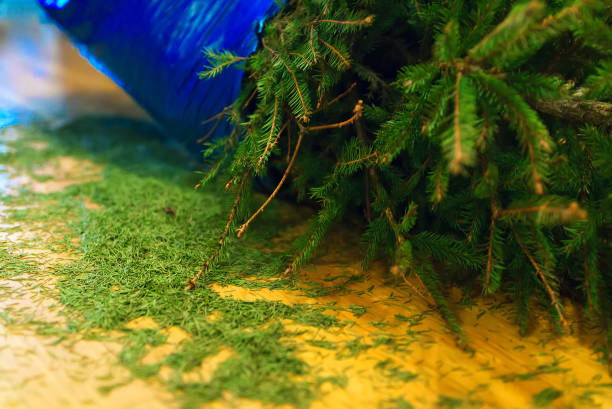 Christmas tree is ready for disposal after the New Year.
