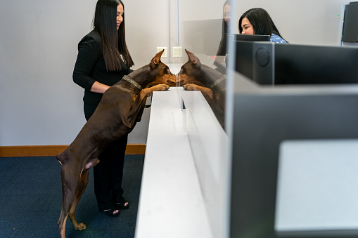 A happy and healthy pet dog stands on his back legs with paws on the reception counter while being greeted by a customer service representative at the vet. The dog is at the vet with his Latin American female owner.