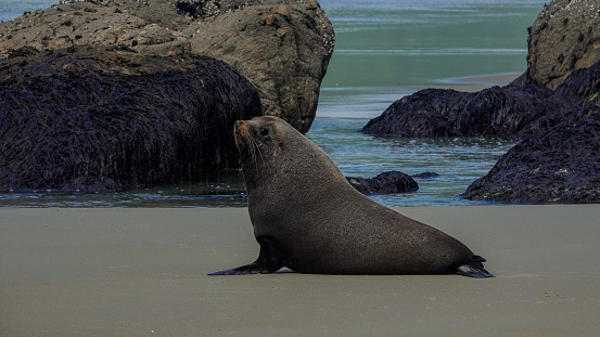 Large New Zealand fur seal standing on a beach.