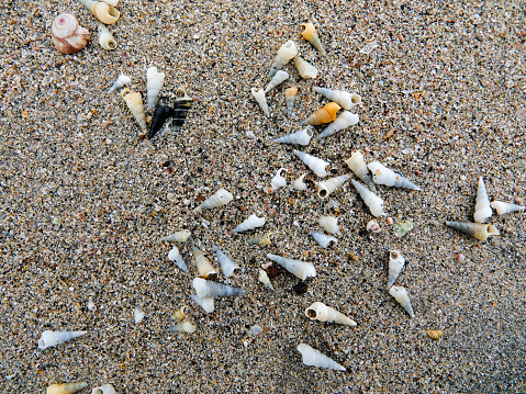 Assortment of tiny seashells on a wet beach.