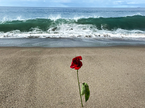 Some one left these flowers at the beach for Remembering a Loved One!