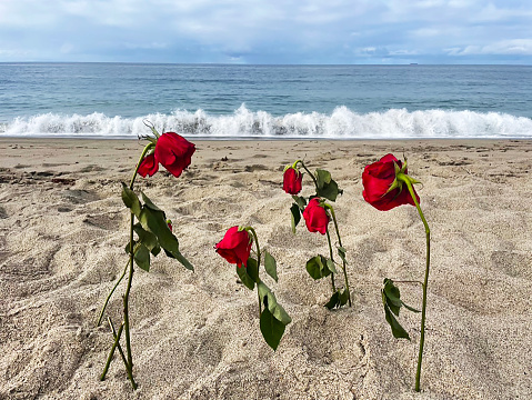 Some one left these flowers at the beach for Remembering a Loved One!