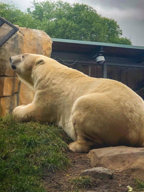 Large white polar bear at zoo This beautiful large white polar bear is lying down at a zoo in Chicago, Illinois. animall stock pictures, royalty-free photos & images