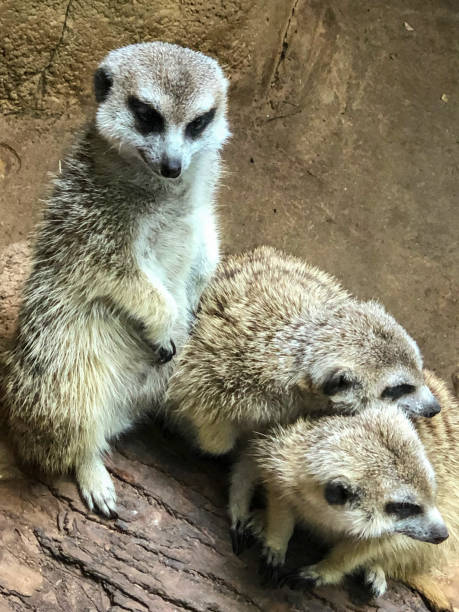 istock Three meerkats at Illinois zoo 1426372594