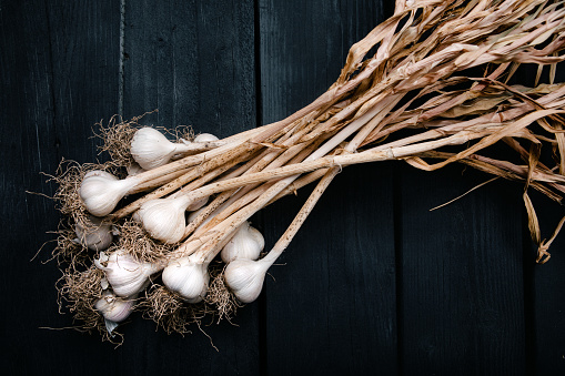 A cluster of garlic heads, homegrown and drying out for use in cooking and storing.  Shot on a black rustic wood background.