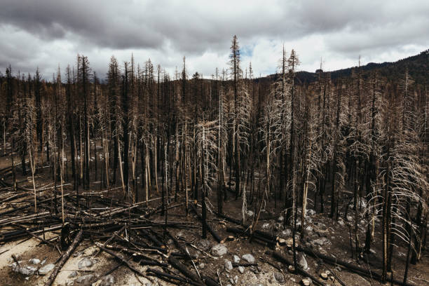 The scarred remains of tree trunks and blackened earth from a forest fire in Northern California, USA.  Aerial view.