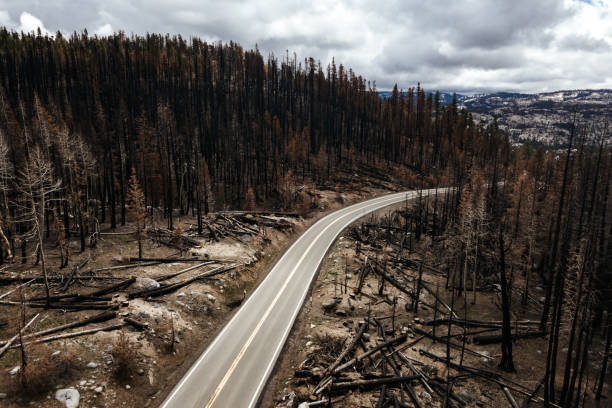 The scarred remains of tree trunks and blackened earth from a forest fire in Northern California, USA.  Aerial view.