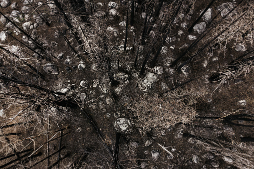 The scarred remains of tree trunks and blackened earth from a forest fire in Northern California, USA.  Aerial view.