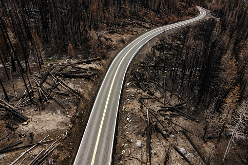 The scarred remains of tree trunks and blackened earth from a forest fire in Northern California, USA.  Aerial view.