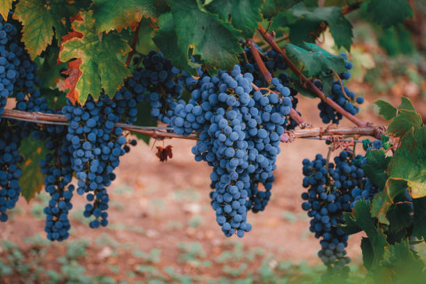 grappoli pendenti di uve da vino primitivo orizzontali - agriculture winemaking cultivated land diminishing perspective foto e immagini stock