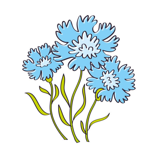 ilustrações, clipart, desenhos animados e ícones de flores azuis centaurea cianeto ou flor de milho - uncultivated flower chicory cornflower