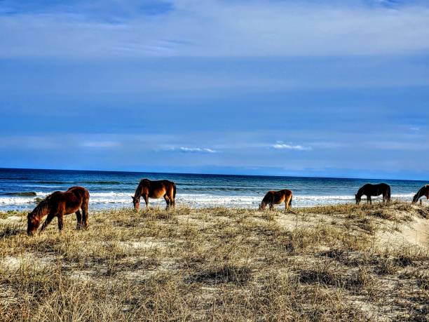 Carova wild horses